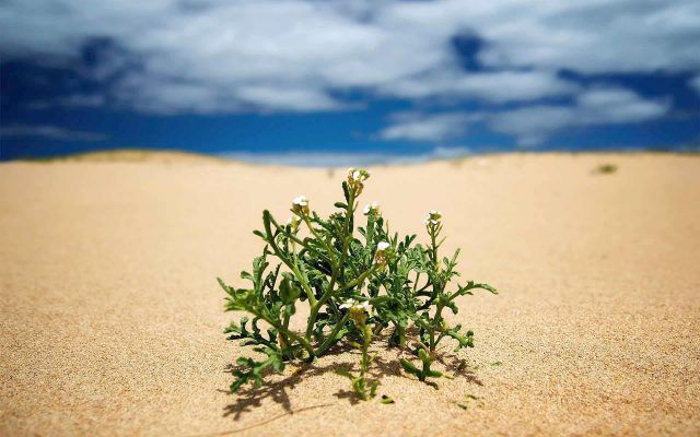راههای پیدا کردن آب در بیابان